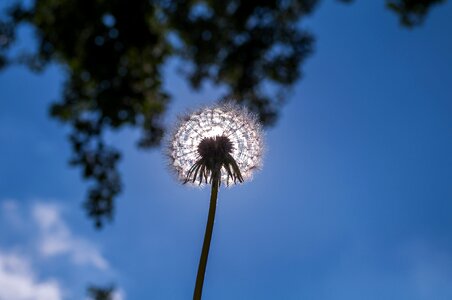 Nature pollen wild flower