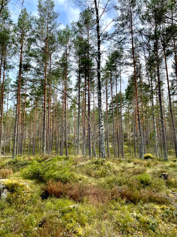 Ryssbergens naturreservat skog