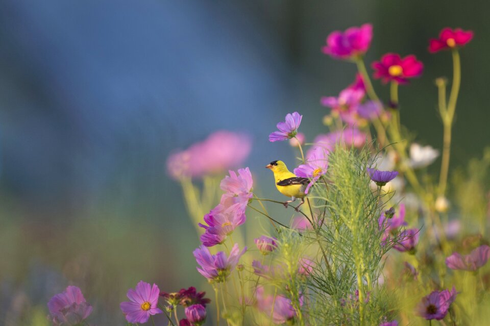 Field flora flowers photo