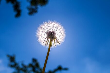 Nature pollen wild flower