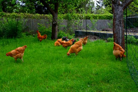 Sachsenhühner auf der Wiese (2) photo