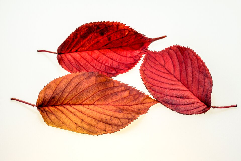 Fall foliage colors of autumn leaves in the autumn