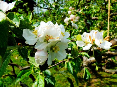 Apple tree spring apple tree flowers photo