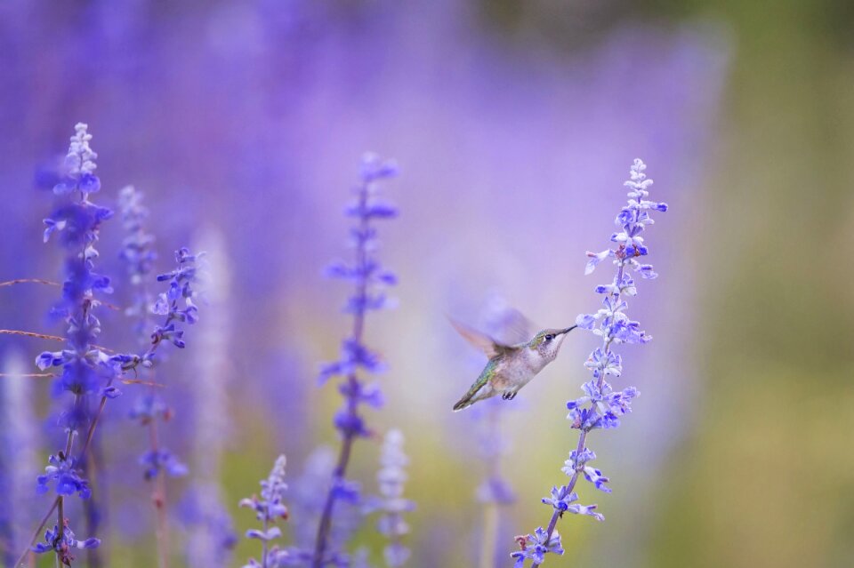 Bloom blossom flora