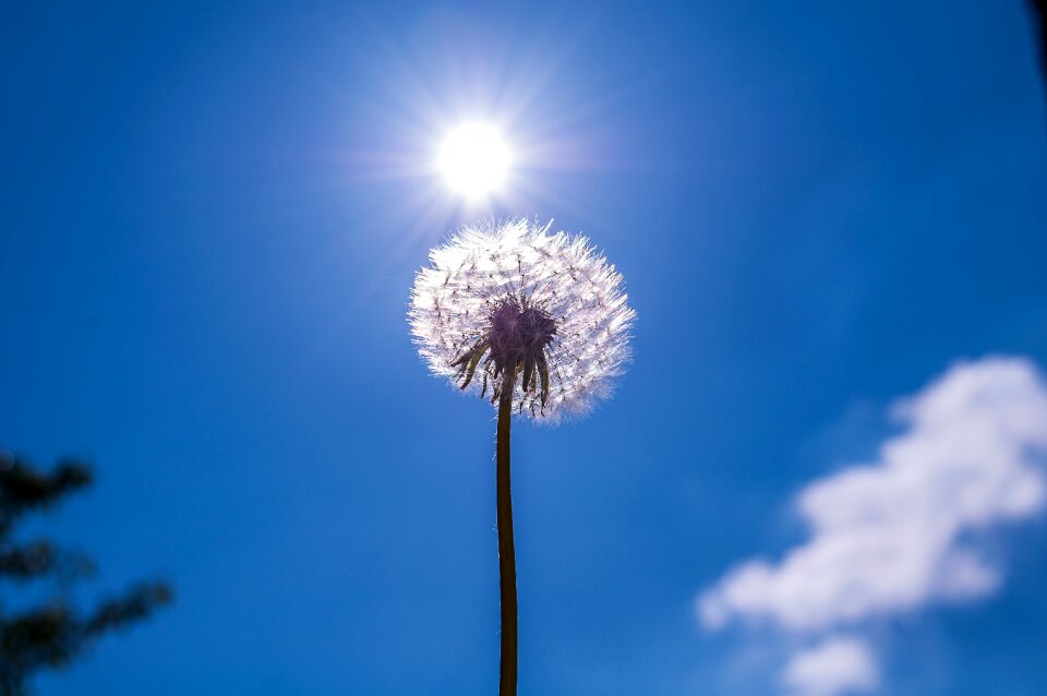 Nature pollen wild flower