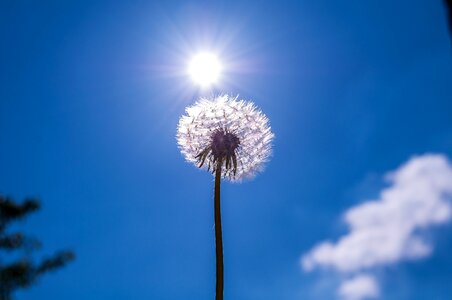 Nature pollen wild flower photo