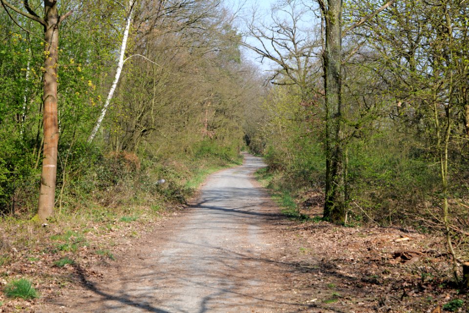 Sachsenhausen Süd forest 2020-03-27 05