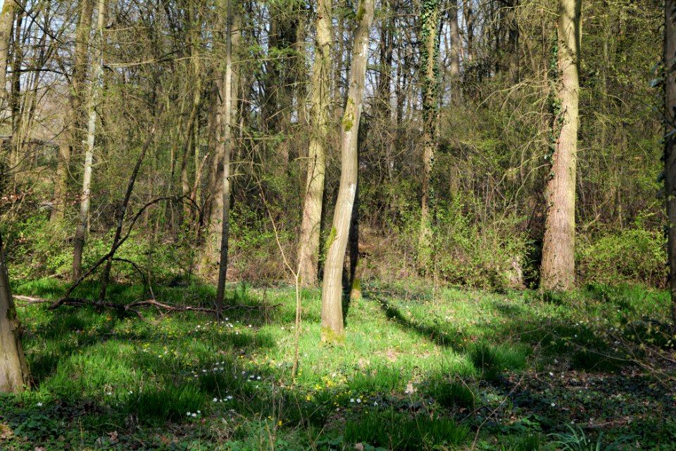Sachsenhausen Süd forest 2020-03-27 04