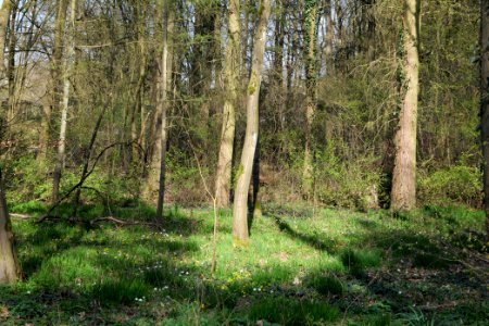 Sachsenhausen Süd forest 2020-03-27 04