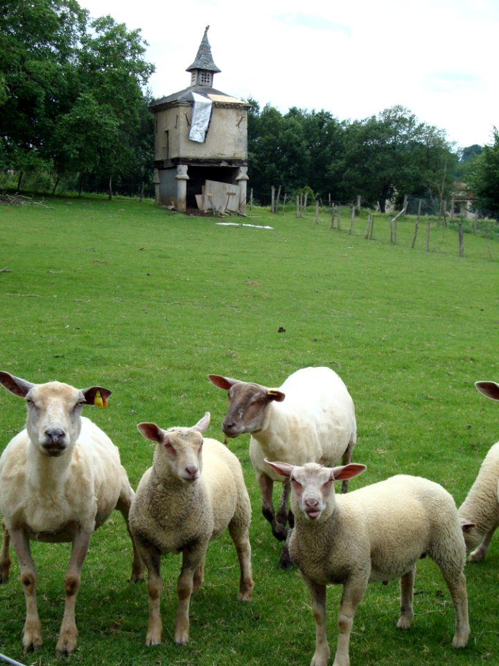 Saïx (Tarn, Fr) pigeonnier et moutons