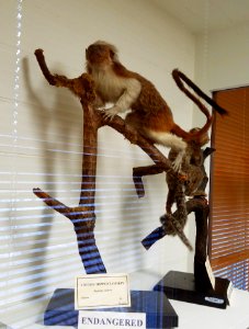 Saguinus oedipus - Pember Library and Museum - Granville, New York - 20180224 141529