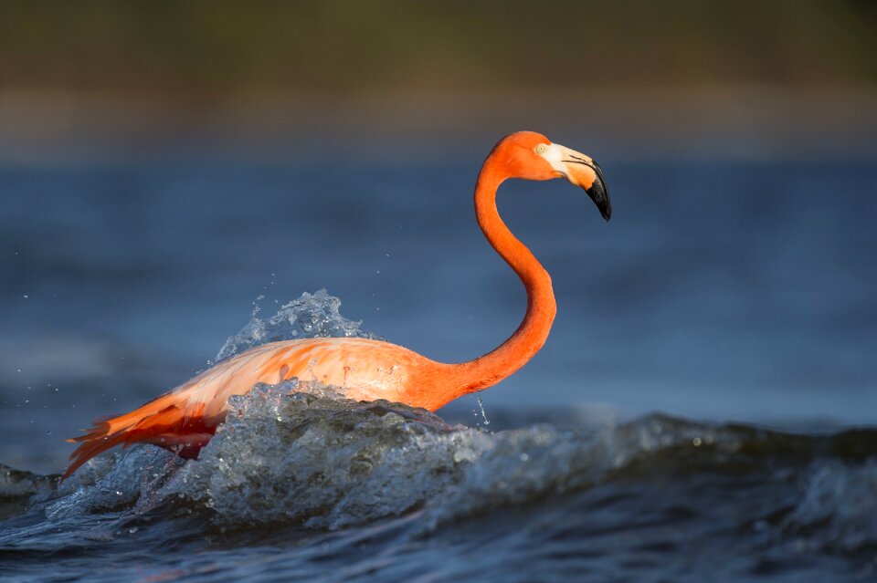 Flamingo lake nature