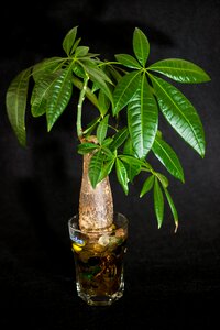 Flower flowers potted plant
