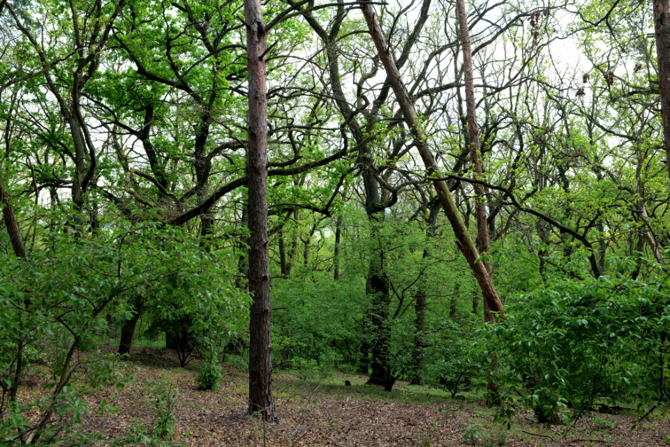 SAC Großmachnower Weinberg 2021-05-11 07