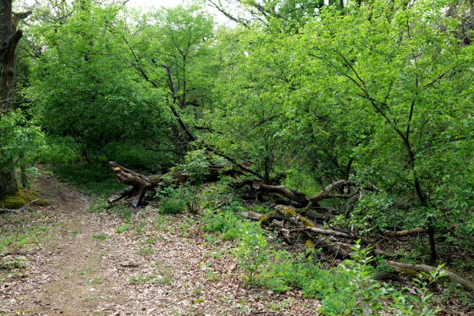 SAC Großmachnower Weinberg 2021-05-11 02