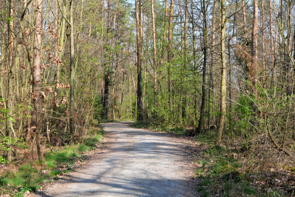 Sachsenhausen Süd forest 2020-03-27 07