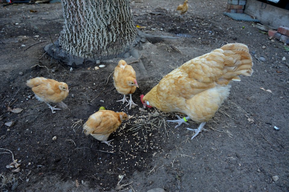 Sachsenhuhn Glucke beim Körner picken mit Jungtieren