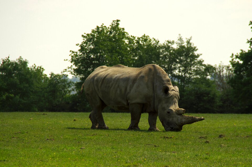 Animal african wildlife animals