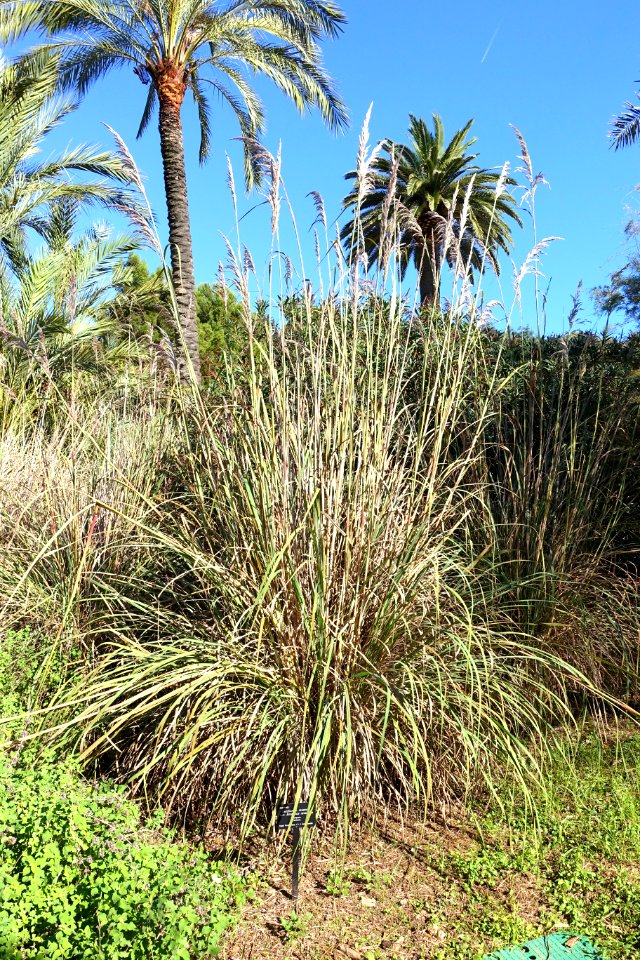 Saccharum ravennae - Jardín Botánico de Barcelona - Barcelona, Spain - DSC09121