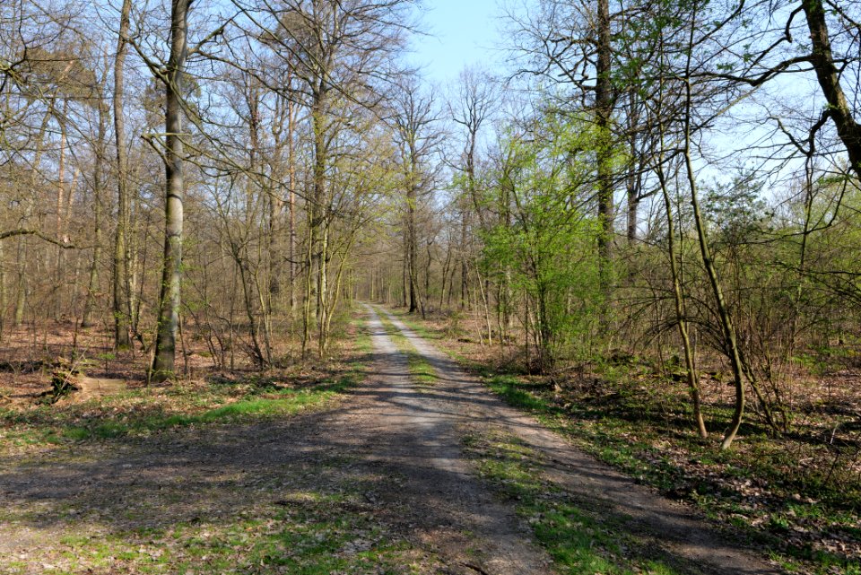 Sachsenhausen Süd forest 2020-03-27 01