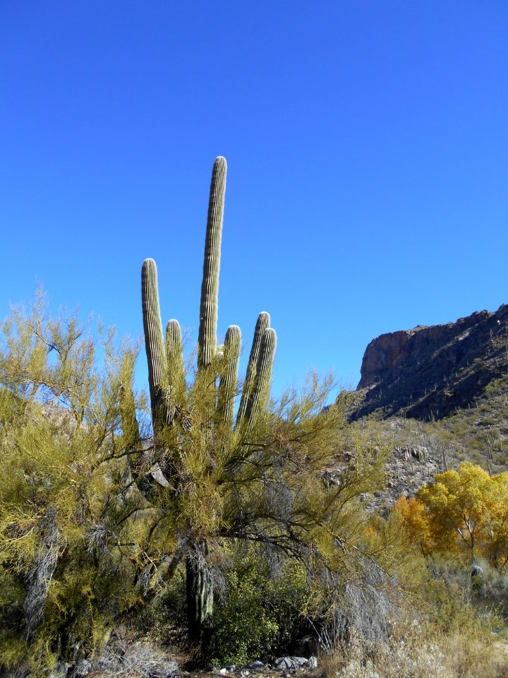 Saguaro Sabino Canyon