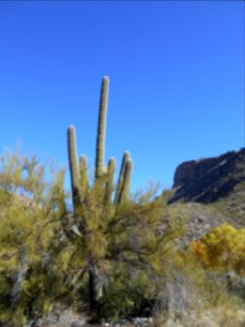 Saguaro Sabino Canyon