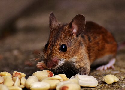 Mammal nager nature
