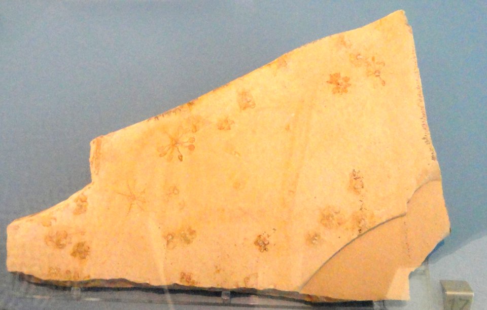 Saccocoma pectinata - Royal Ontario Museum - DSC00005