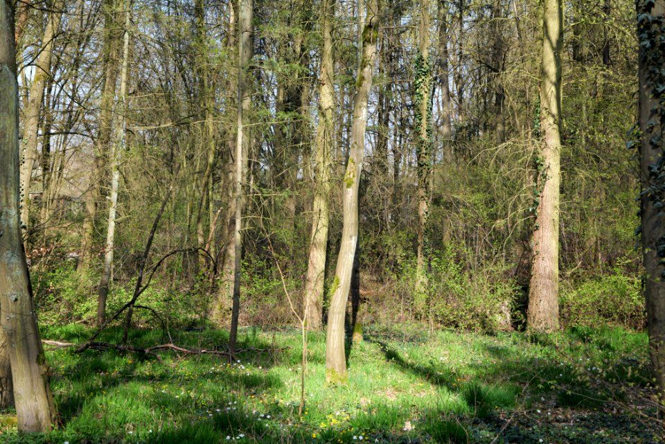 Sachsenhausen Süd forest 2020-03-27 03