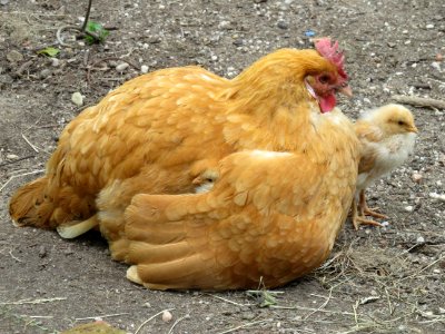Sachsenhuhn Glucke hudert Küken