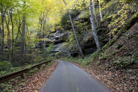 Trees narrow mountains