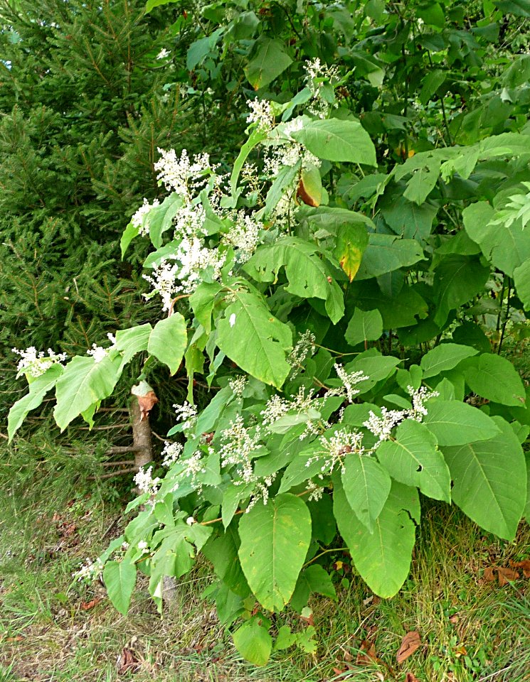 Sachalin-Knöterich Scheuereck