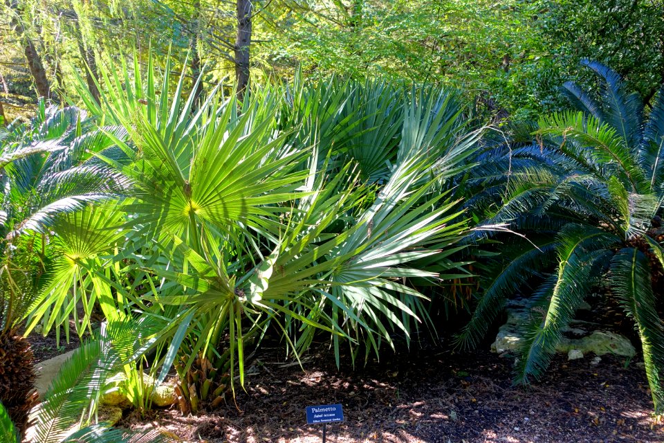 Sabal mexicana (Sabal texana) - Zilker Botanical Garden - Austin, Texas - DSC08959