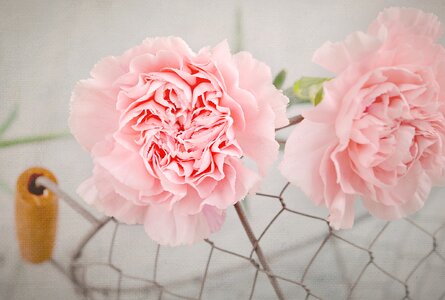 Pink flower petals basket