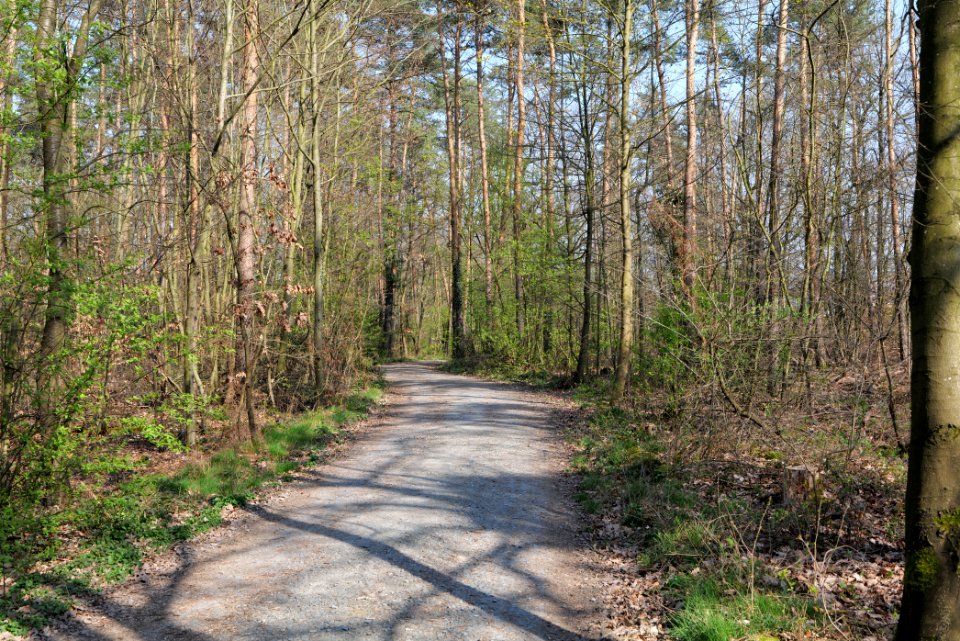 Sachsenhausen Süd forest 2020-03-27 06