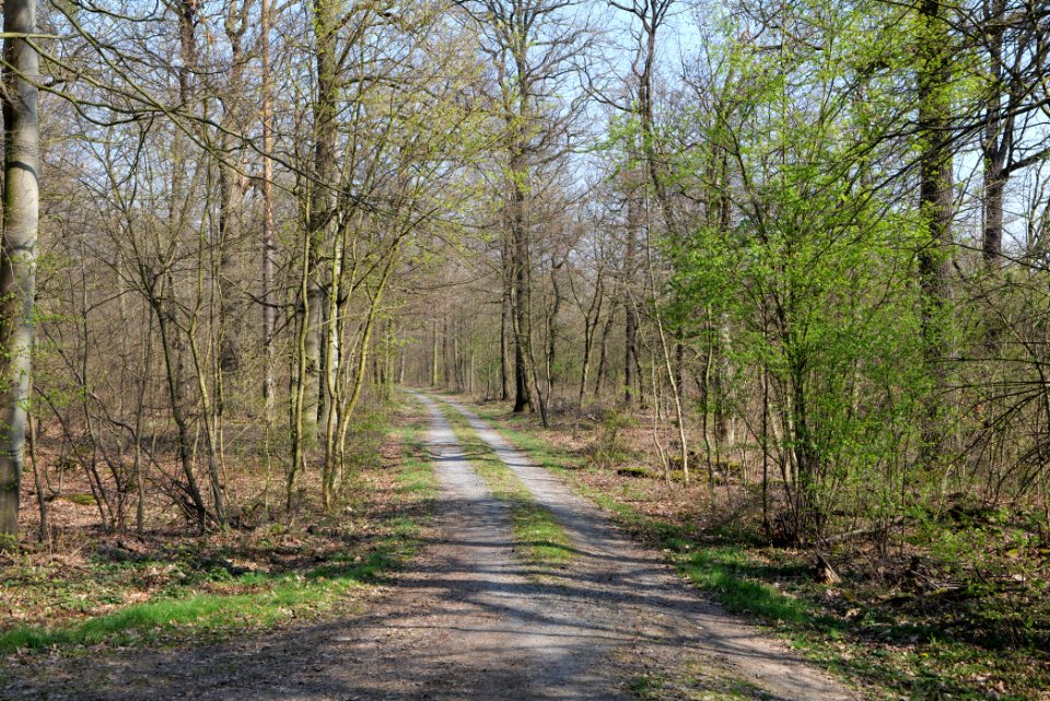 Sachsenhausen Süd forest 2020-03-27 02