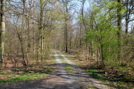 Sachsenhausen Süd forest 2020-03-27 02