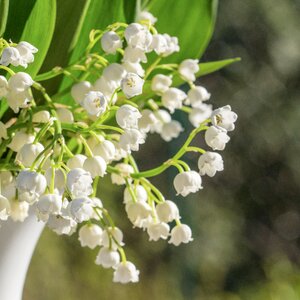 Flowers white deco photo