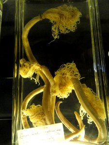Sabella spallanzanii (Spirographis spallanzanii) - Finnish Museum of Natural History - DSC04695