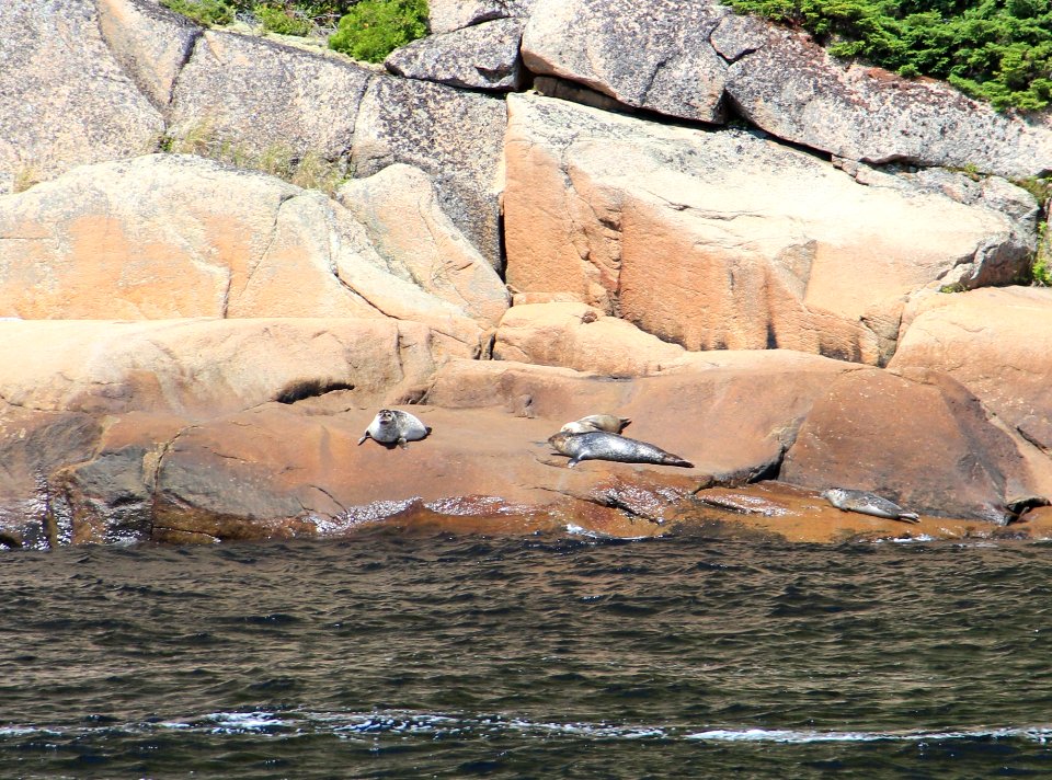 Saguenay Fjord Seals