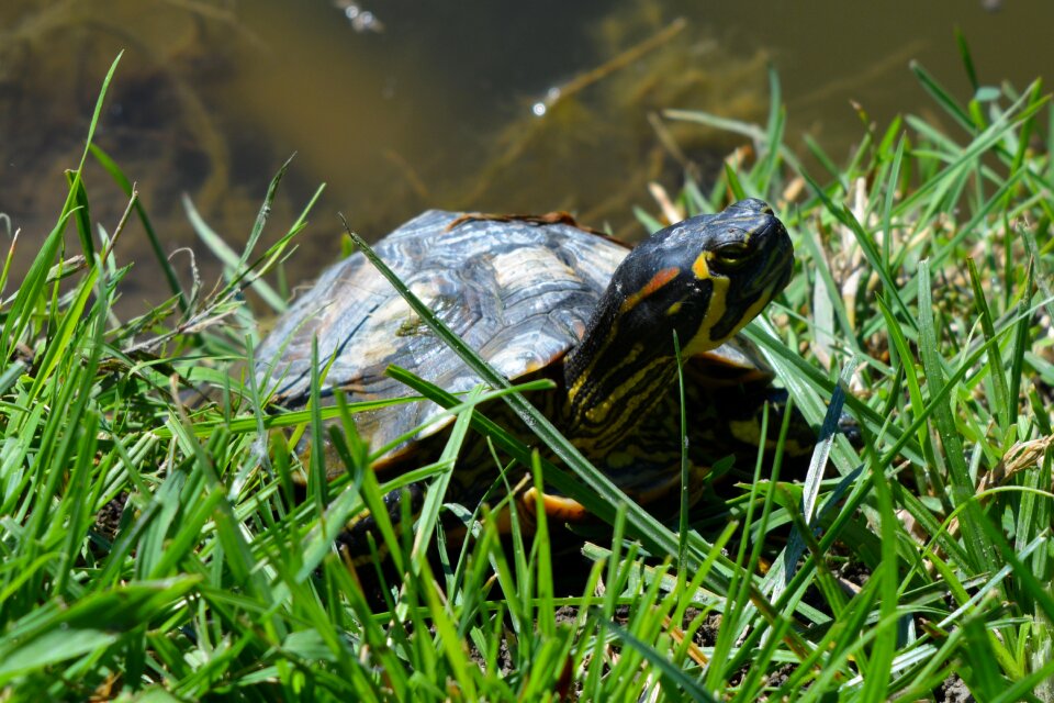 Green pet grass photo