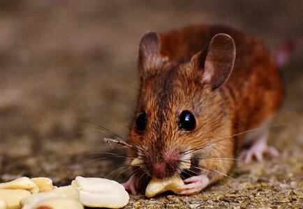 Mammal nager nature