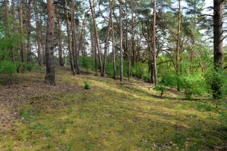 SAC Großmachnower Weinberg 2021-05-11 15