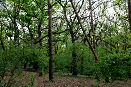 SAC Großmachnower Weinberg 2021-05-11 08