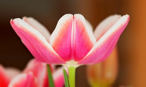 Bloom pink and white spring photo