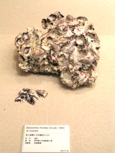 Saccostrea mordax - Kyoto University Museum - DSC06405
