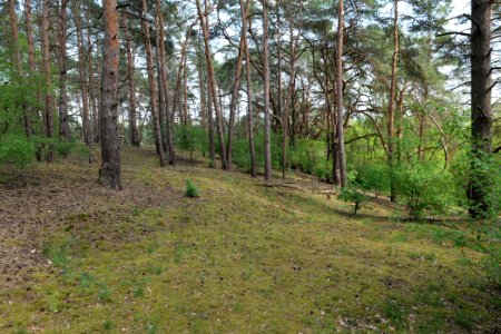 SAC Großmachnower Weinberg 2021-05-11 14