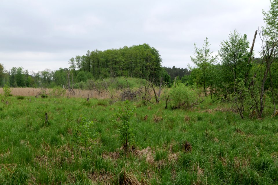 SAC Kleine Schorfheide - Havel 2021-05-29 11
