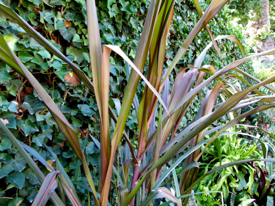 Saccharum officinarum