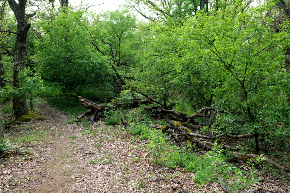 SAC Großmachnower Weinberg 2021-05-11 01